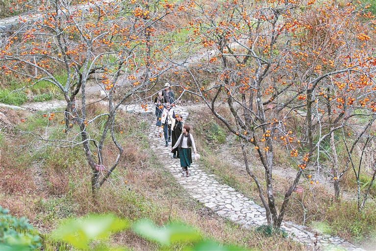 屏南:鄉村旅游“柿”業興旺
